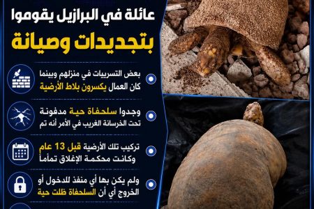 عائلة برازيلية تعثر على سلحفاة حية بعد 13 عاما تحت أرضية منزلها