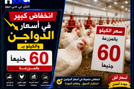 انهيار كبير في أسعار الدواجن.. والكيلو يسجل 60 جنيه