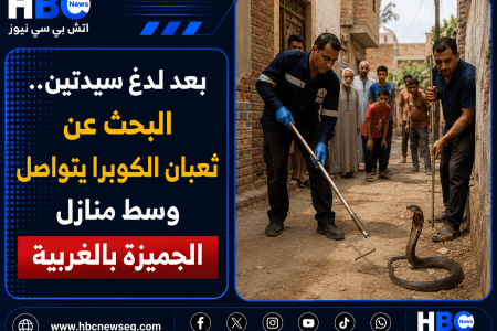 فيديو.. بعد لدغ سيدتين.. البحث عن ثعبان الكوبرا في الغربية