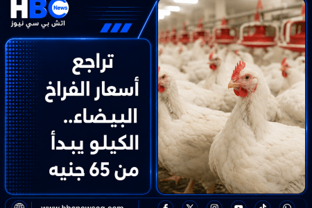 تراجع أسعار الفراخ البيضاء.. الكيلو يبدأ من 65 جنيه