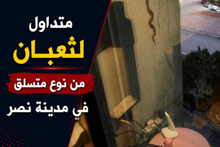 ثعبان قط المنازل يثير الجدل في مدينة نصر.. ما مدى خطورته على الإنسان؟