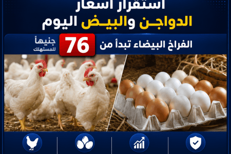 استقرار أسعار الدواجن والبيض اليوم.. الفراخ البيضاء تبدأ من 76 جنيهًا للمستهلك