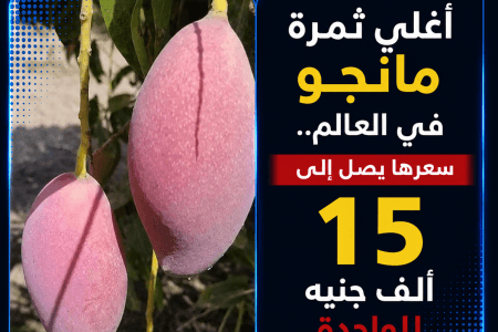 أغلى ثمرة مانجو في العالم وسعرها يصل إلى 15 ألف جنيه