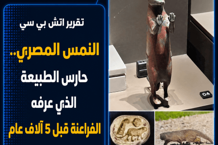 النمس المصري.. حارس الطبيعة الذي عرفه الفراعنة قبل 5 آلاف عام