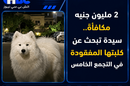 2 مليون جنيه مكافأة.. سيدة تبحث عن كلبتها المفقودة في التجمع الخامس